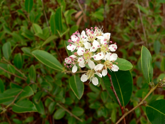 {Aronia arbutifolia}